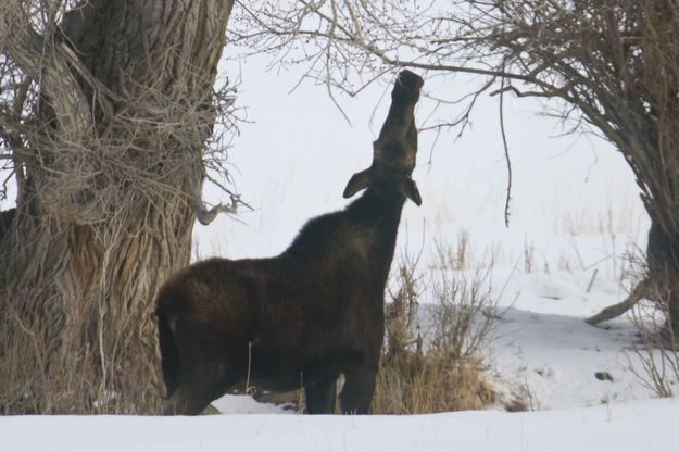 The Big Stretch. Photo by Dave Bell.