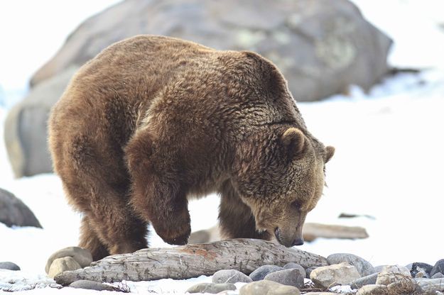 Foraging. Photo by Dave Bell.