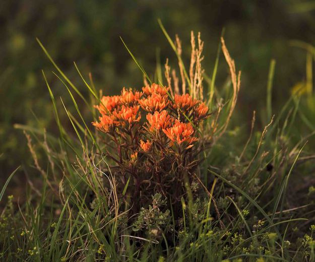 Desert Paintbrush. Photo by Dave Bell.