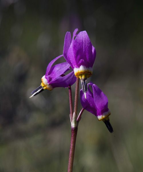 Shooting Stars. Photo by Dave Bell.