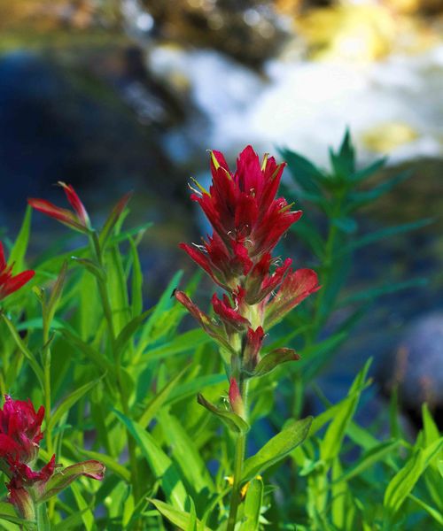 Indian Paintbrush. Photo by Dave Bell.