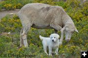 PupEweGrazing. Photo by Cat Urbigkit.