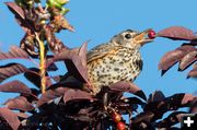 Chokecherry. Photo by Arnold Brokling.