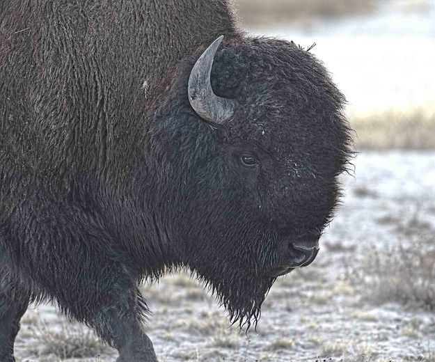 Bison. Photo by Dave Bell.