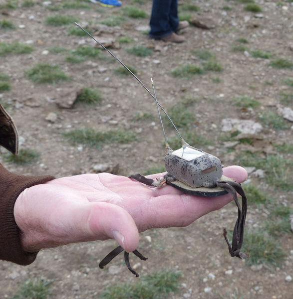 Grouse transmitter. Photo by .