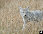 Coyote. Photo by Arnold Brokling.