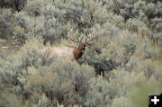 Bugling. Photo by Arnold Brokling.