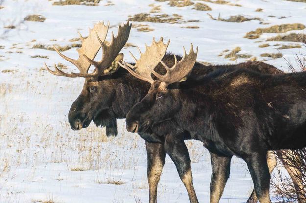 Big bulls. Photo by Dave Bell.