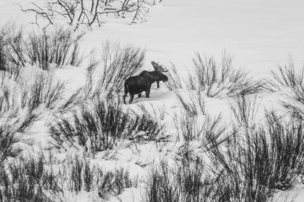 Moose in the willows. Photo by Dave Bell.