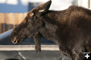 Moose up close. Photo by Tyler Foster.