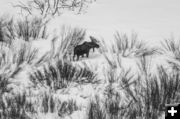 Moose in the willows. Photo by Dave Bell.