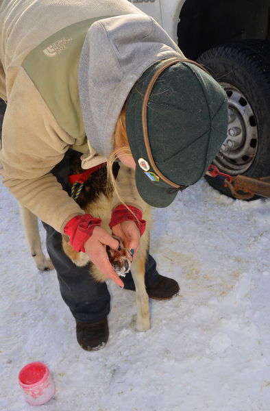 Checking paws after the race. Photo by Terry Allen.