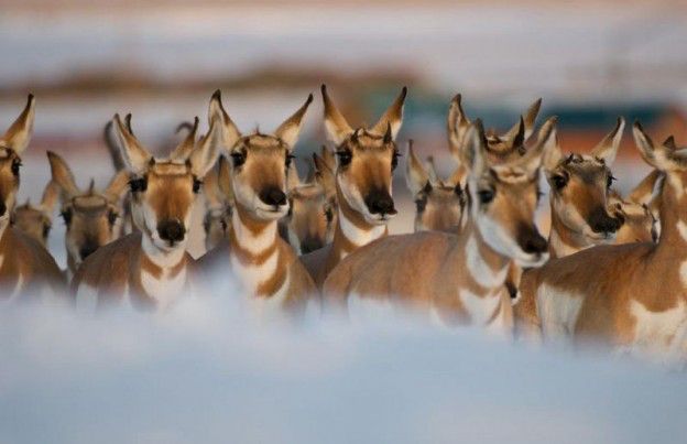 Path of the Pronghorn. Photo by Museum of the Mountain Man.