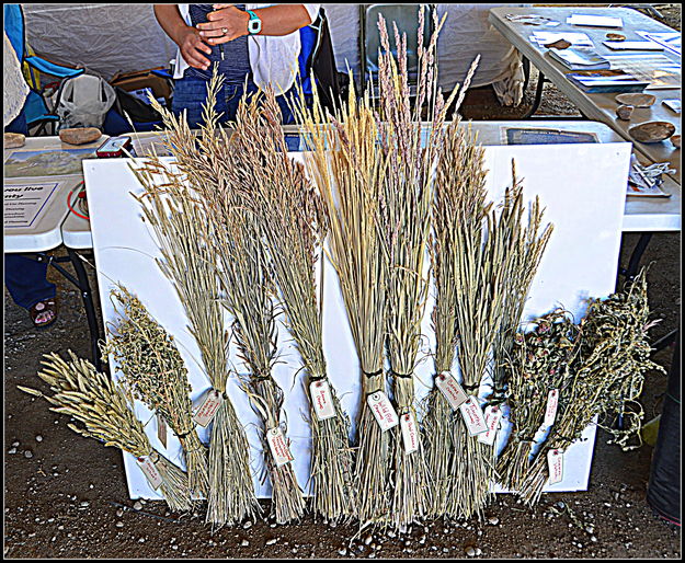 Native Grasses. Photo by Terry Allen.