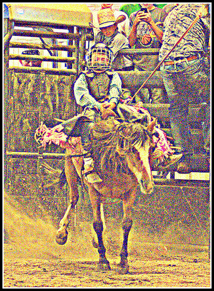 Bronc Rider. Photo by Terry Allen.