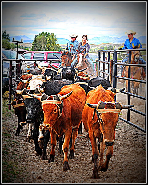 Moving Steers. Photo by Terry Allen.