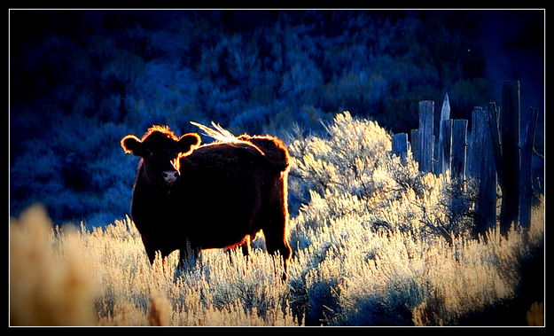 Looking for greener grass. Photo by Terry Allen.