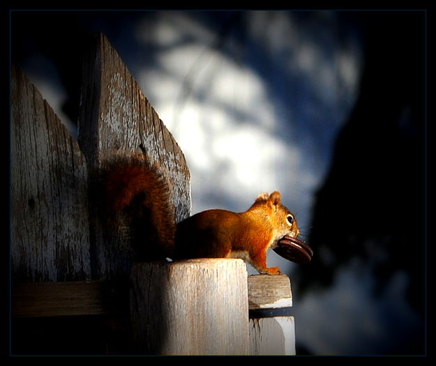 Rocky. Photo by Terry Allen.