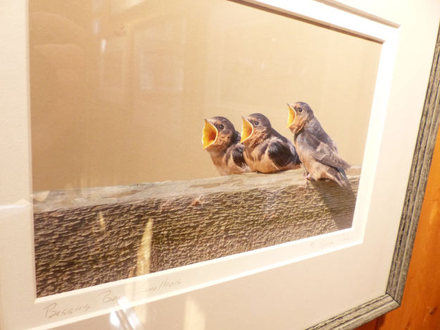 Chicks. Photo by Dawn Ballou, Pinedale Online.