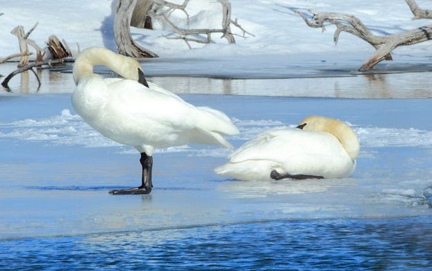 Swans. Photo by Fred Pflughoft.