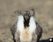 Struttin My Stuff. Photo by Arnie Brokling.