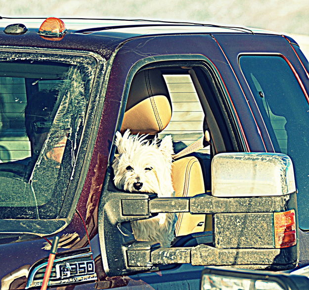 The Coolest Spectator. Photo by Terry Allen.