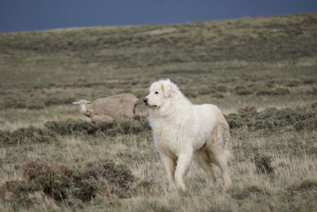 Livestock Guardian Dog 'Rena'. Photo by Cat Urbigkit.