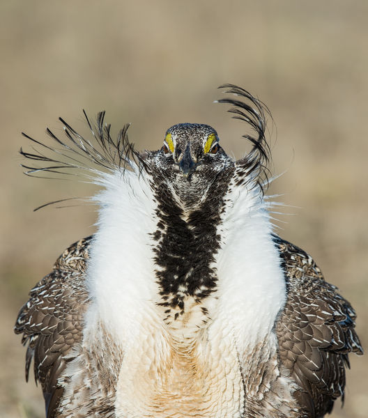 Strutting. Photo by Arnold Brokling.