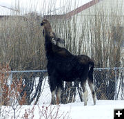 Reaching. Photo by Dawn Ballou, Pinedale Online.