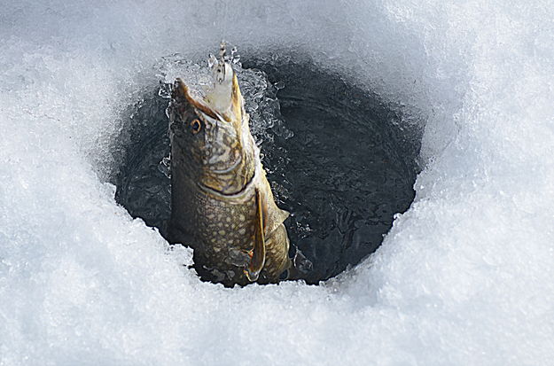 David Pape Fish. Photo by Terry Allen.