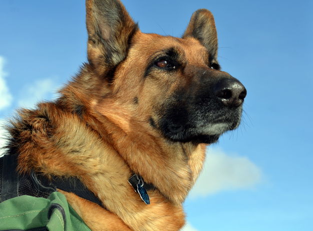 Chi the German Shepherd. Photo by Terry Allen.