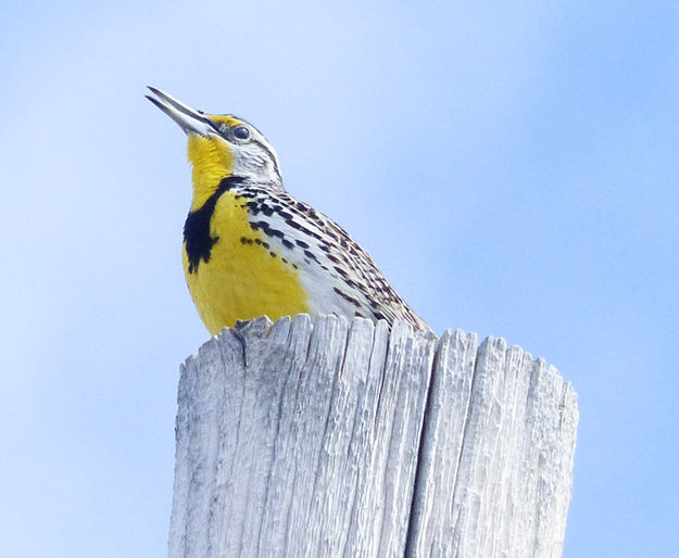 Meadowlark. Photo by Dawn Ballou, Pinedale Online.