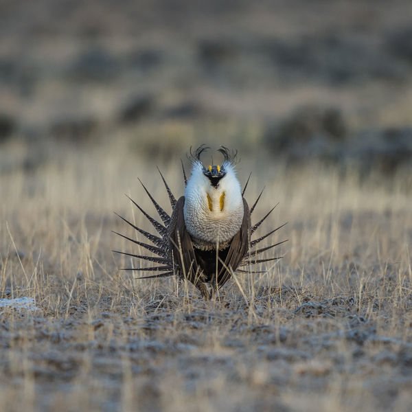 Where are his eyes?. Photo by Arnold Brokling.