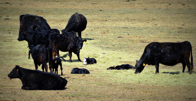 Next Door at the Roberts Ranch. Photo by Terry Allen.