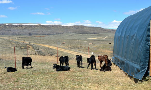 Drop Calves. Photo by Terry Allen.