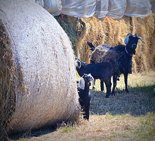 Peek a Boo. Photo by Terry Allen.