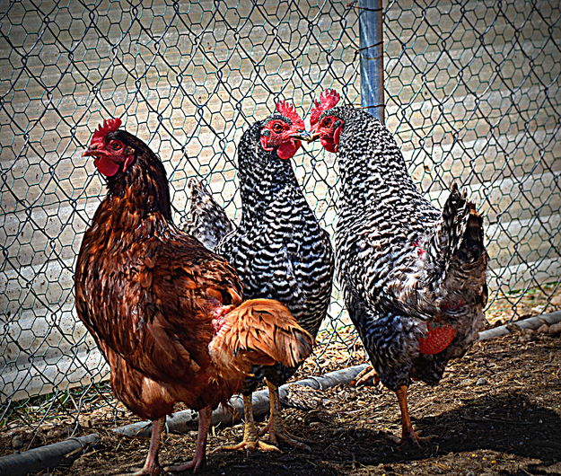 Hens. Photo by Terry Allen.