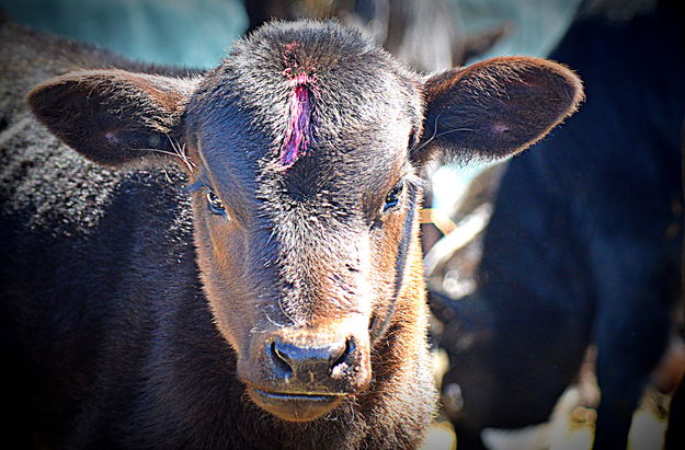 Drop Calf. Photo by Terry Allen.