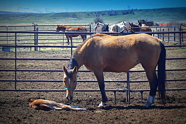 Nap Time. Photo by Terry Allen.