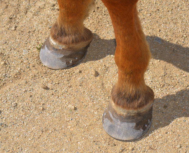 Finished Shoes. Photo by Terry Allen.