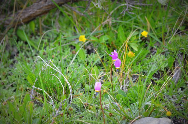 Meadow Flowers. Photo by Terry Allen.