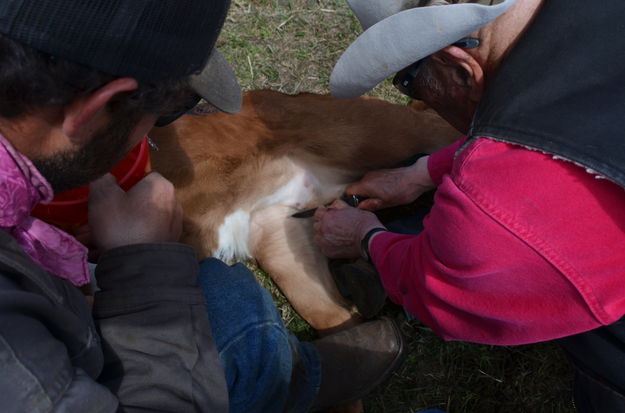 The Making of a Steer. Photo by Terry Allen.