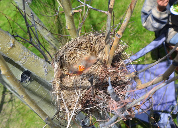 Baby Robin. Photo by Terry Allen.