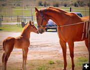 Touching Noses. Photo by Terry Allen.