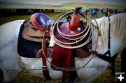 A Working Saddle. Photo by Terry Allen.