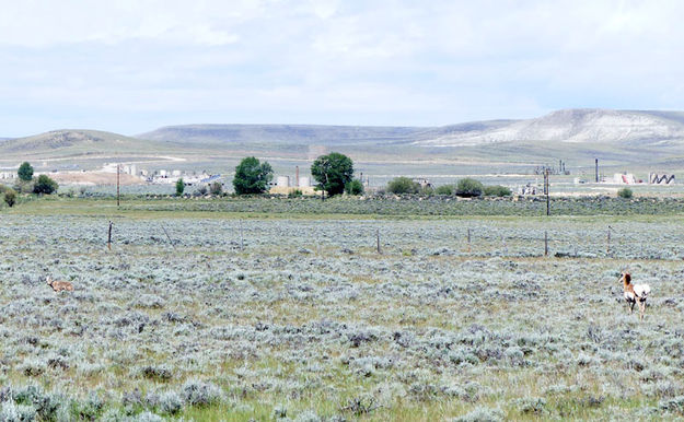 On alert. Photo by Dawn Ballou, Pinedale Online.