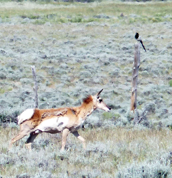 A second danger. Photo by Dawn Ballou, Pinedale Online.