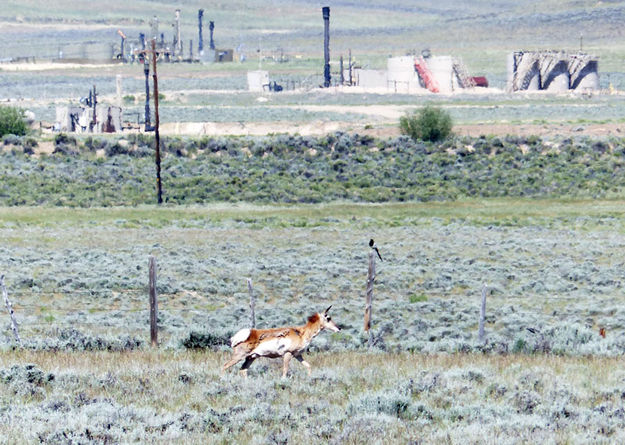 Watching . Photo by Dawn Ballou, Pinedale Online.