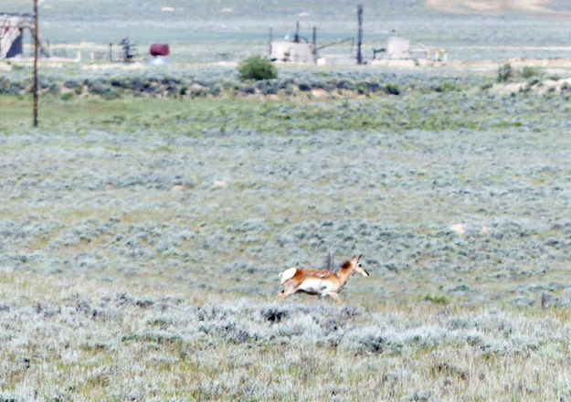 Following the coyote. Photo by Dawn Ballou, Pinedale Online.