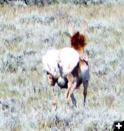 Hackles up. Photo by Dawn Ballou, Pinedale Online.